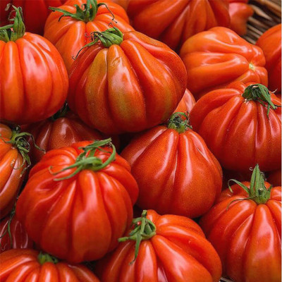 Hạt Giống Cà Chua Không Hạt Hữu Cơ Nhập Khẩu Minigarden (Túi từ 125 Hạt đến 250 hạt) Với Tỷ lệ nảy mầm cao, ít hạt lép