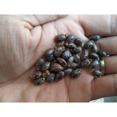 Cây thầu dầu tía giống