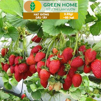 Hạt Giống Dâu Tây Đỏ Greenhome, Gói 0,05gr~80 hạt, Chịu Nhiệt, Quả To, Dễ Trồng, Năng Suất Cao T17