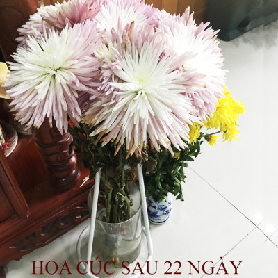 GÓI DƯỠNG HOA TƯƠI LONGLIFE CỦA ISRAEL (COMBO 30 GÓI), GIỮ HOA TƯƠI LÂU GẤP 2 LẦN VÀ 14 NGÀY KHÔNG THAY NƯỚC MỚI