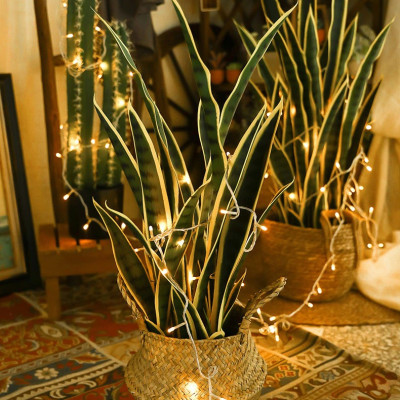 Cành lưỡi hổ giả cao cấp có 3 kích thước - Size từ 66cm đến 73cm - Cây giả, hoa lụa Decor trang trí nhà cửa