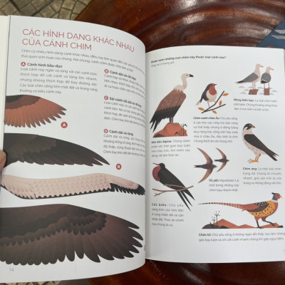 Combo 3 cuốn TUNG CÁNH TRONG KHÔNG TRUNG (Cất cánh cùng côn trùng - Bay lượn với chim muông - Con người chinh phục bầu trời) - Beauty of Science – Keng dịch - NXB Kim Đồng (bìa mềm - in màu toàn bộ)