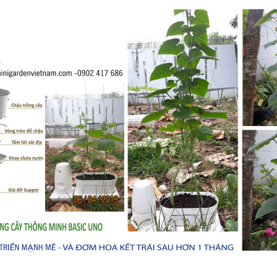 CHẬU TRỒNG RAU TỰ DƯỠNG NHẬP KHẨU CHÂU ÂU TỰ ĐỘNG TRONG 2 THÁNG, SỬ DỤNG 10 NĂM