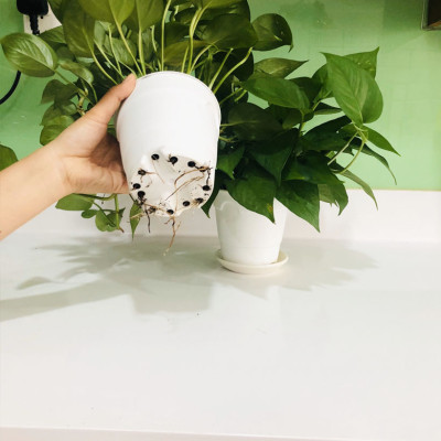 Chậu trồng cây trong nhà cao cấp Minigarden Basic Pot S (Combo 5 chậu) nhập khẩu Châu Âu, Nhựa PP Chống UV, có khả năng tự hút nước và thoát nước giúp cây sống tốt mà không cần chăm sót