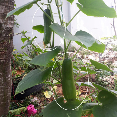 CHẬU TRỒNG RAU TỰ DƯỠNG NHẬP KHẨU CHÂU ÂU TỰ ĐỘNG TRONG 2 THÁNG, SỬ DỤNG 10 NĂM