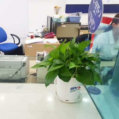 Chậu trồng cây trong nhà cao cấp Minigarden Basic Pot S (Combo 5 chậu) nhập khẩu Châu Âu, Nhựa PP Chống UV, có khả năng tự hút nước và thoát nước giúp cây sống tốt mà không cần chăm sót