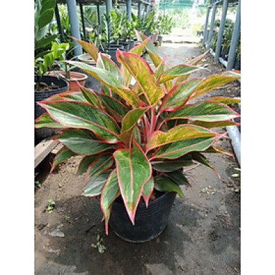 Cây phú quý đỏ bụi to lá xoè đẹp