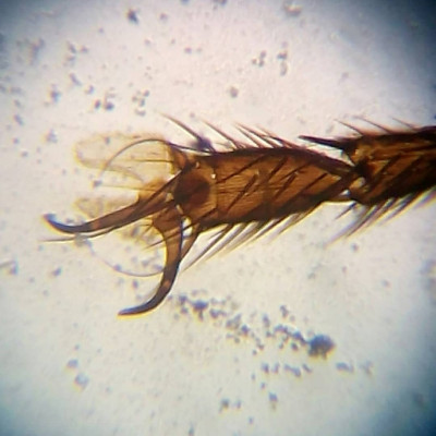 Kính hiển vi soi tinh trùng Carson MS-040 (40-800x) - Hàng chính hãng