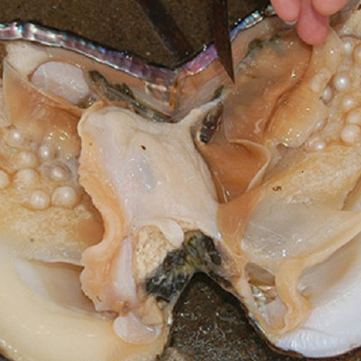 Bộ trang sức Ngọc trai tự nhiên, kèm GIẤY KIỂM ĐỊNH SẢN PHẨM MẪU TẠI SJC LAB, Cỡ hạt 8li, bao gồm Vòng Cổ + Lắc tay + Hoa tai + Hộp lót gấm