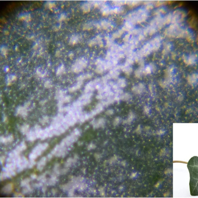 Quà Tặng Trị Giá 119K - Kính hiển vi mini cho trẻ em zoom 120x Do Nature Carson STV - 120M - Microscope Do.Nature STV-120M 60x-120x Zoom, Equipped with LED Light, Handheld and Small Design - Hàng Chính Hãng