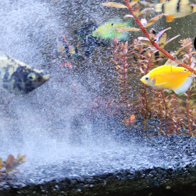 Than lai Gliba 250gram