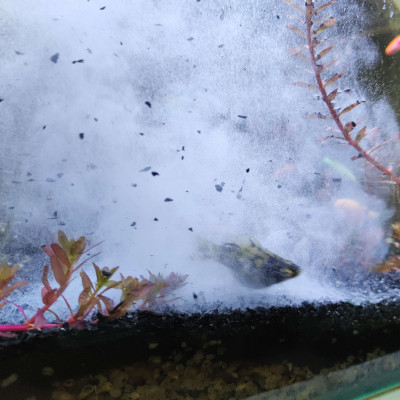 Than lai Gliba 250gram