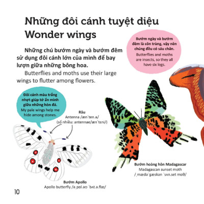 Thư Viện Từ Vựng Đầu Đời Cho Bé - Các Loài Sâu Bọ - Bugs!