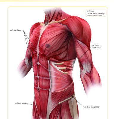 Khỏe Đẹp Với Các Bài Tập Cơ Bản