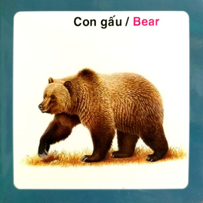 Từ Điển Hình Ảnh Cho Bé - Động Vật Hoang Dã