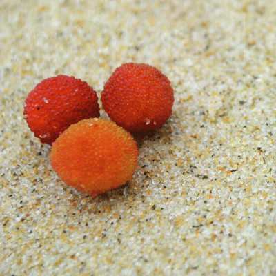 Đá Nhọn Vực Sâu