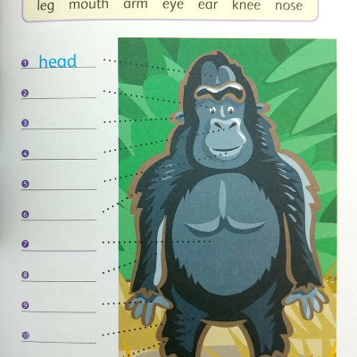 Dolphin Readers Level 4: Go, Gorillas, Go