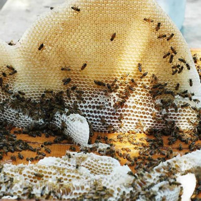 Nến Sáp Ong 60 Giờ Kèm Dĩa Gỗ Dừa 10cm : Khử Mùi Hôi Phòng, Làm Sạch Không Khí, Thơm Nhẹ Mùi Mật Ong - HÀNG CHÍNH HÃNG