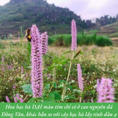 MẬT ONG BẠC HÀ SAFFRON OCOP HÀ GIANG CHÍNH HÃNG, SAFFRON MẬT ONG BẠC HÀ VIETGAP CHÍNH HÃNG