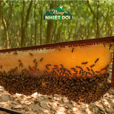 Mật ong Rừng Nhiệt Đới can 2800g