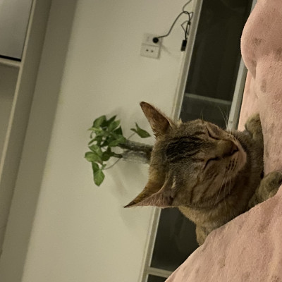 Gift Set Lamy Notebook A5 Softcover Black + Lamy Al-Star Black - GSNAl006