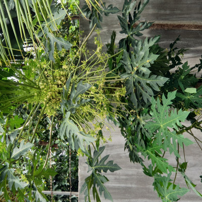 Bông đu đủ đực sấy lạnh xanh đẹp đặc sản Kon Tum