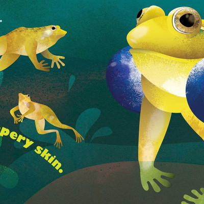 Feathers And Hair, What Animals Wear