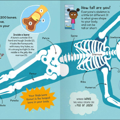 First Body Book-Set off on a Head-to-Toe Adventure through the Human Body-Includes over 20 Anatomical Diagrams and a Colorful Body Systems Wall Poster - Sách về cơ thể đầu tiên