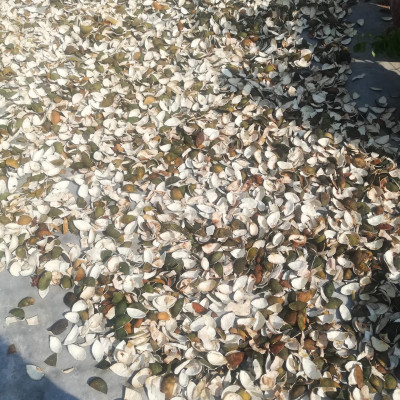 Nhang sạch Dương Minh hộp 180cây 30cm 100% thành phần tự nhiên hương nhang dịu nhẹ ít khói dùng thờ cúng thắp hương, thư giãn, thanh lọc không khí