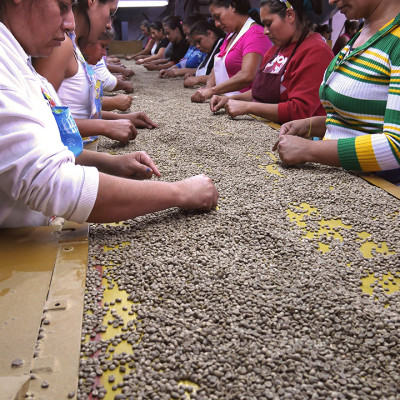 Cà Phê Hảo Hạng (Specialty Coffee) Tinh Khiết Không Tẩm Không Độn Thương Hiệu Quốc Tế 1864 CAFÉ EL BORBOLLÓN Nguyên Hạt Khối Lượng Tịnh 220g – 1864 CAFÉ