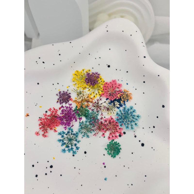 Hoa Khô Chùm Nhỏ Khay 12 Ô Mix MàuTrang Trí Móng Siêu Đẹp Làm Nail Vẽ Nail Nữ Women