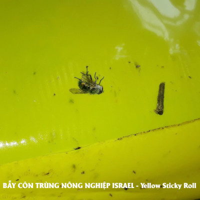 BẪY MÀU CÔN TRÙNG SINH HỌC GADOT ISRAEL CHO RAU SẠCH, RAU THỦY CANH, RAU KHÍ CANH VÀ NÔNG NGHIỆP SẠCH (SET 20 Mét DÀI). Kích thước ngang 0.18M x Dài 20M trải nghiệm