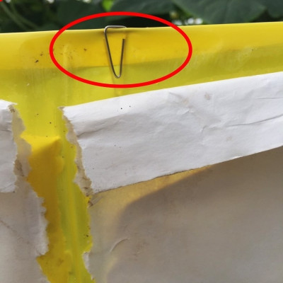 Set 30 mét Bẫy côn trùng ISRAEL (Sticky Yellow Roll) sử dụng hoa Cúc với diện tích 1.000m2 để bẫy ruồi đục lá, rệp, bọ trĩ, bọ phấn, sâu tơ, bọ nhảy, sâu xanh, rầy xanh, bướm trắng và cả ốc sên 