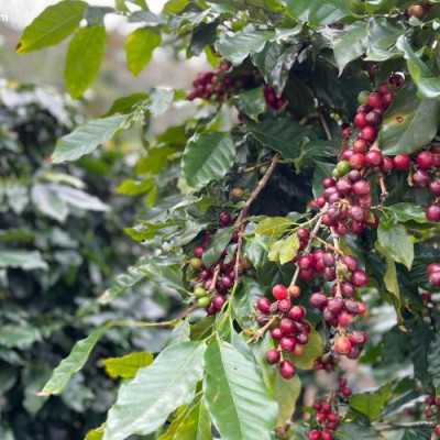Nhân cà phê Moka Cầu Đất O