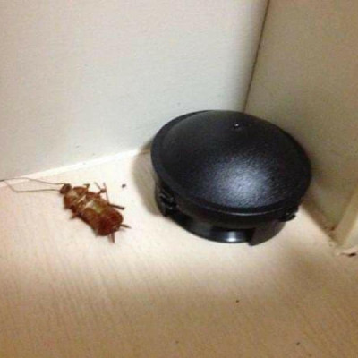 Hộp 12 viên diệt gián của Nhật Bản