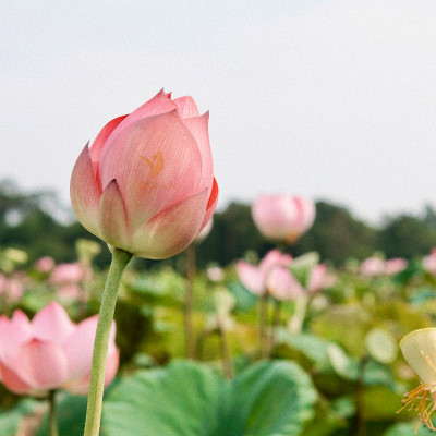 Toner nước cân bằng da SEN Hậu Giang cocoon 310ml Thuần Chay