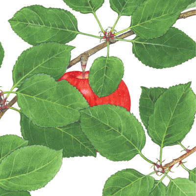 Sách - Sách Ehon - Ú Òa! - Quả Gì Đây? - Bìa Cứng