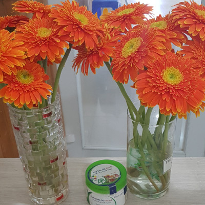Nước Cắm Hoa Đồng Tiền Lâu Tàn (Set 80 gói dạng bột) nhập khẩu Israel - Food For CUT Flowers giúp hoa tươi lâu hơn, ngăn "gãy cổ" hoa và hạn chế thối nước