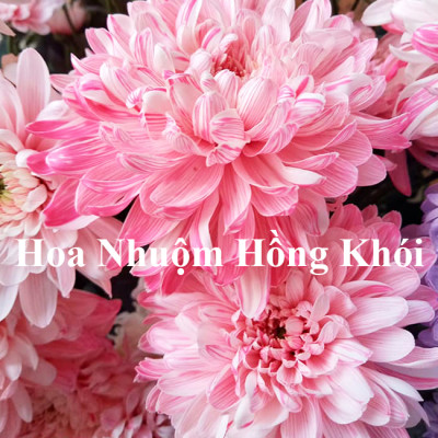 Dung Dịch Nhuộm Hoa Cắt Cành Đổi Màu (Combo 4 chai) theo Công Nghệ Israel giúp hoa nhuộm đổi màu theo ý muốn – The Color Sodium for Fresh Flowers