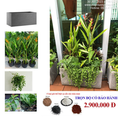 Chậu Đá Mài Cây Xanh Ban Công (Combo trọn gói) size lớn gồm Chậu, cây xanh, đất trồng và phân bón với thời gian bảo hành 2 tháng