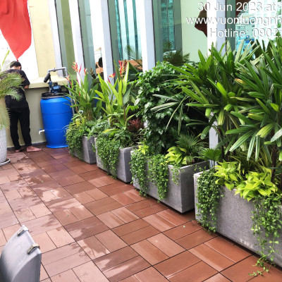 Chậu Đá Mài Cây Xanh Ban Công (Combo trọn gói) size lớn gồm Chậu, cây xanh, đất trồng và phân bón với thời gian bảo hành 2 tháng