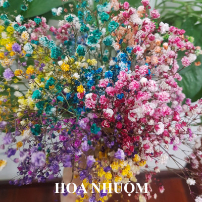 Dung Dịch Nhuộm Hoa Cắt Cành Đổi Màu (Combo 4 chai) theo Công Nghệ Israel giúp hoa nhuộm đổi màu theo ý muốn – The Color Sodium for Fresh Flowers