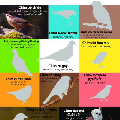 Dán Hình Nhận Biết Động Vật - Chim Và Côn Trùng (Song Ngữ Việt-Anh) _DTI