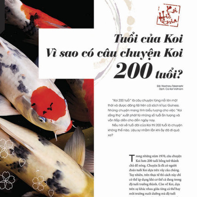 Cá Koi Vietnam - Tập 8