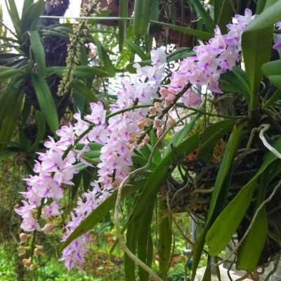 Phân Bón Thông Minh Rynan Flowermate 220 hộp lớn - Giúp Phong Lan Ra Hoa, Trổ Đồng Loạt, Lâu Tàn