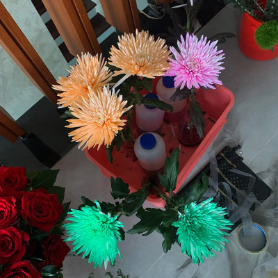 Dung Dịch Nhuộm Hoa Cắt Cành Đổi Màu (Combo 4 chai) theo Công Nghệ Israel giúp hoa nhuộm đổi màu theo ý muốn – The Color Sodium for Fresh Flowers