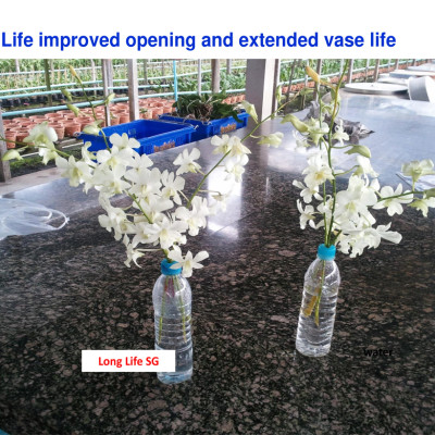 Nước cắm hoa lâu tàn (Set 100 gói) dạng bột nhập khẩu Israel Food For CUT Flowers mỗi gói tạo ra 0.5L dung dịch xử lý hoa cắm bình