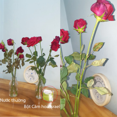 Nước cắm hoa lâu tàn (Set 100 gói) dạng bột nhập khẩu Israel Food For CUT Flowers mỗi gói tạo ra 0.5L dung dịch xử lý hoa cắm bình