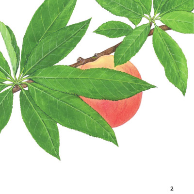 Sách - Sách Ehon - Ú Òa! - Quả Gì Đây? - Bìa Cứng