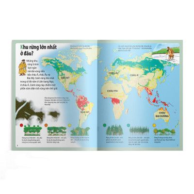  Em muốn biết vì sao (Bộ mới) - Thông có lá kim và những câu hỏi khác về rừng cây